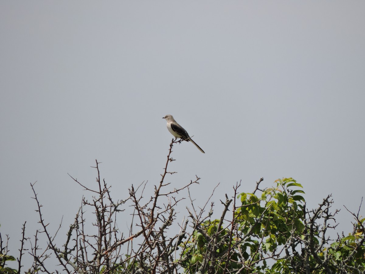 Northern Mockingbird - ML620009215