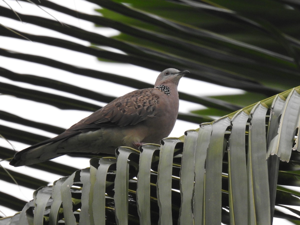 Spotted Dove - ML620009238