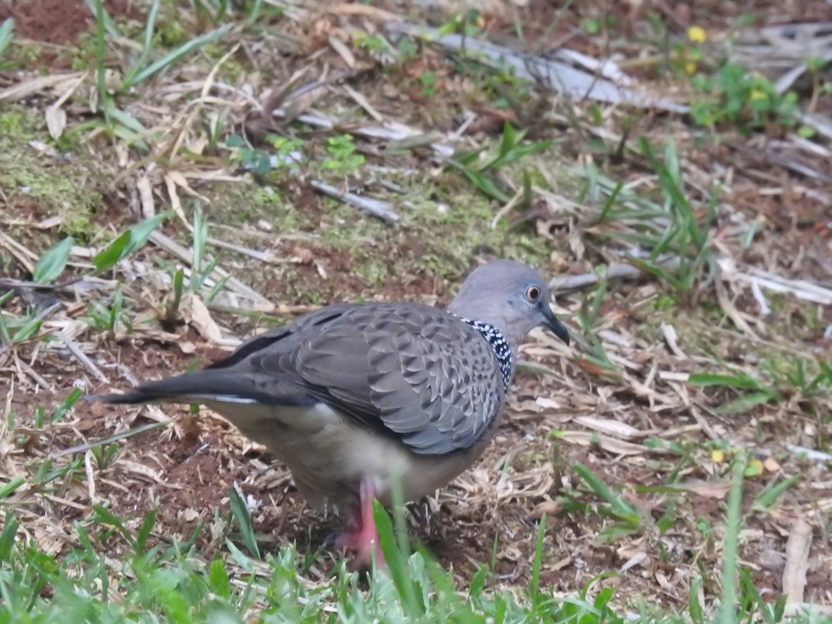 Spotted Dove - ML620009239