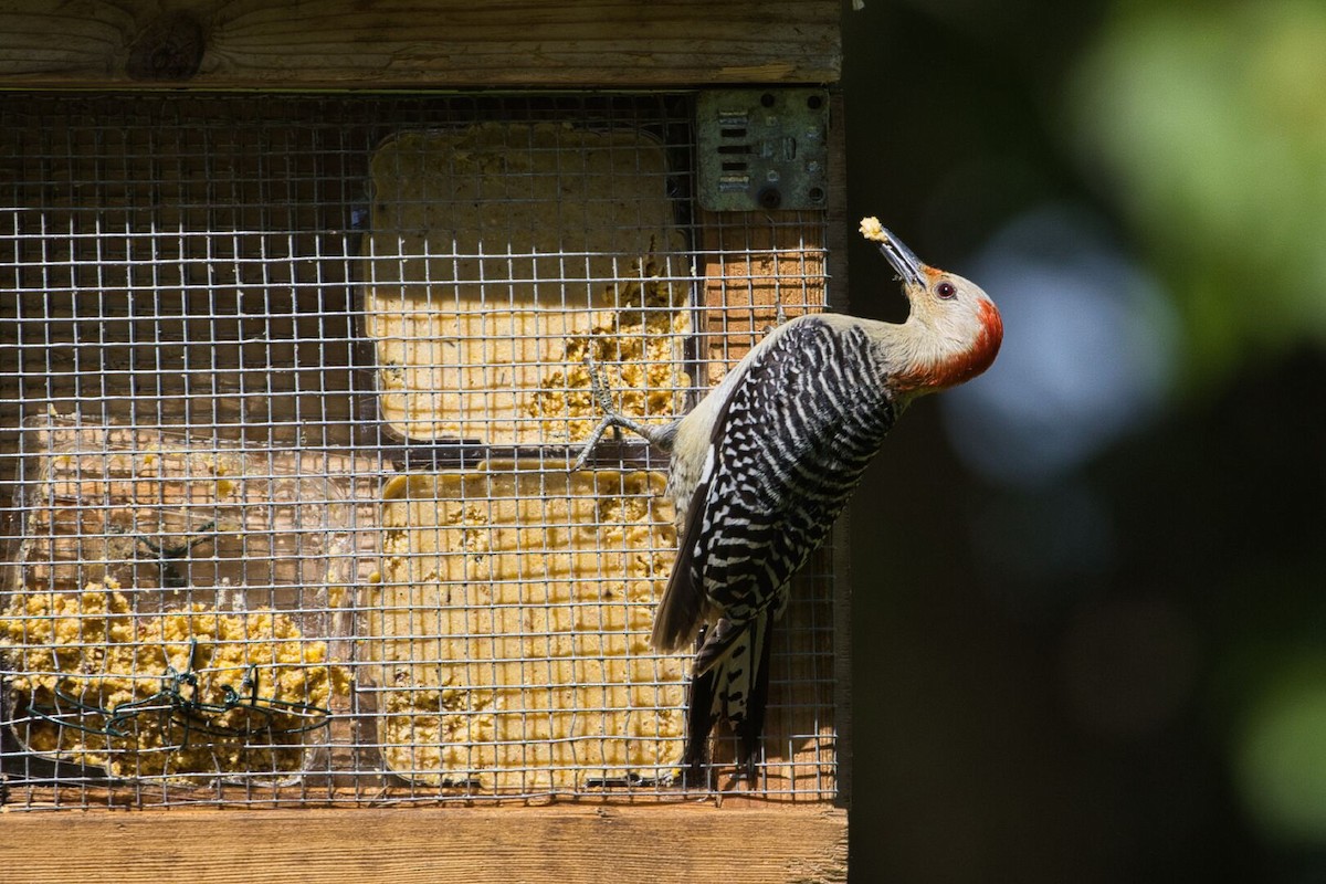 Red-bellied Woodpecker - ML620009268
