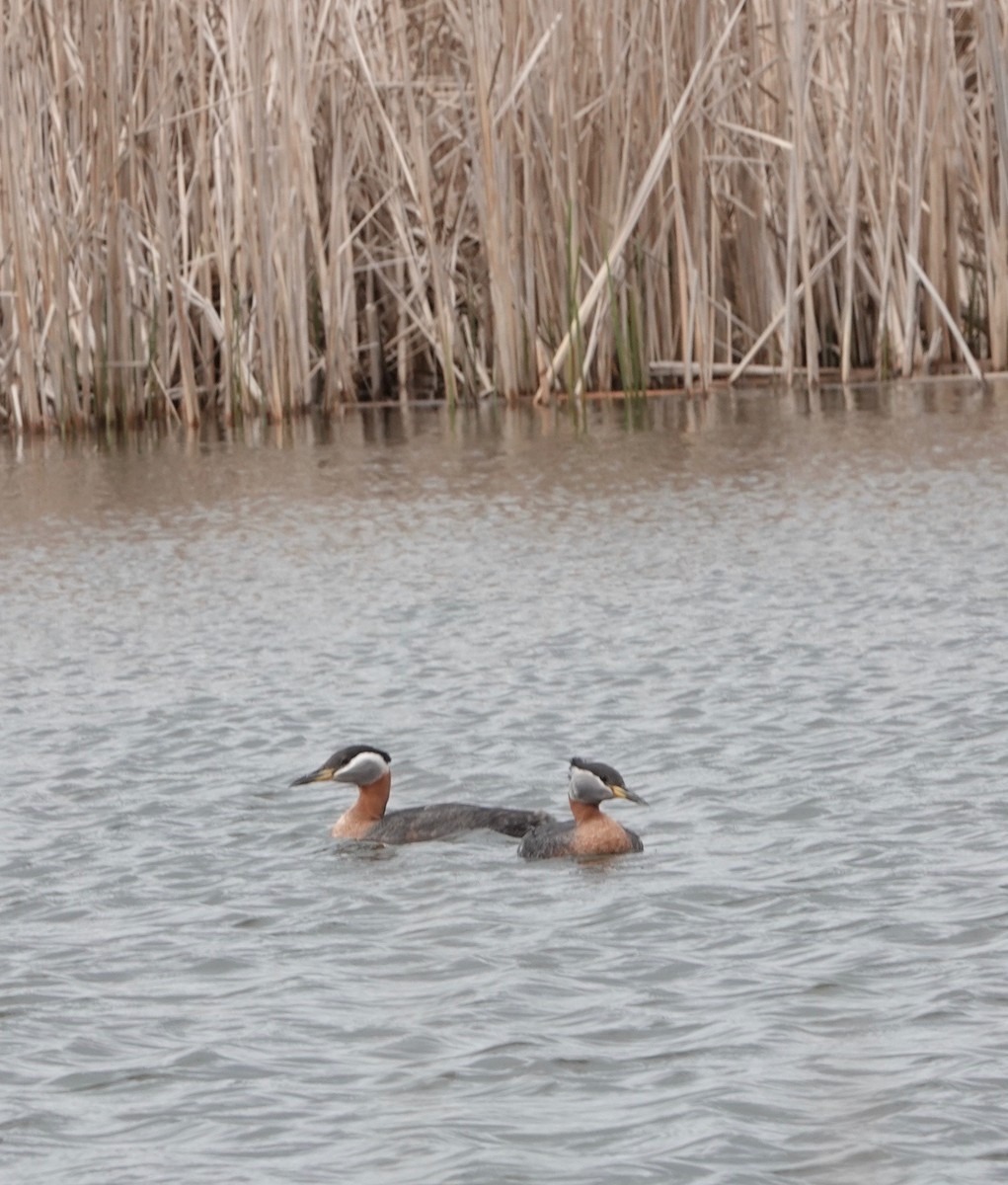 Red-necked Grebe - ML620009287
