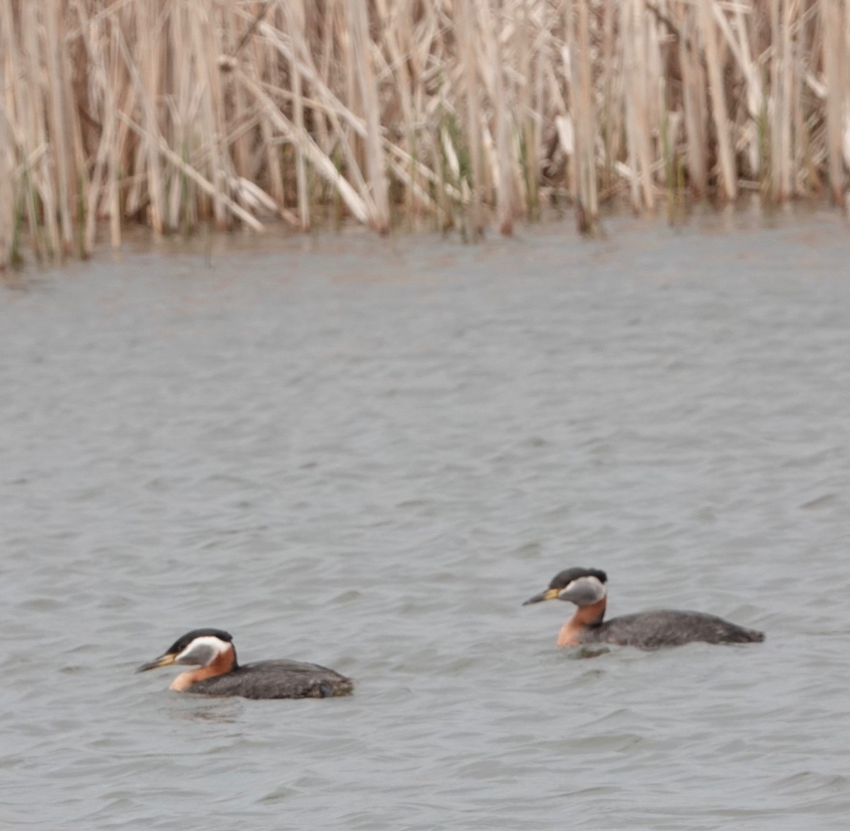 Red-necked Grebe - ML620009288
