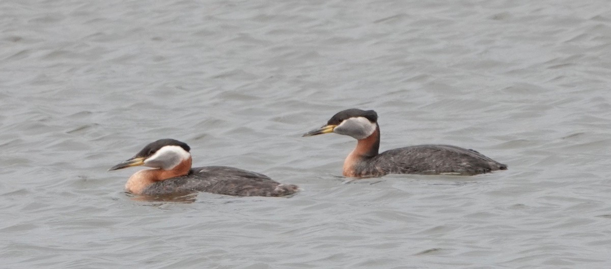 Red-necked Grebe - ML620009289