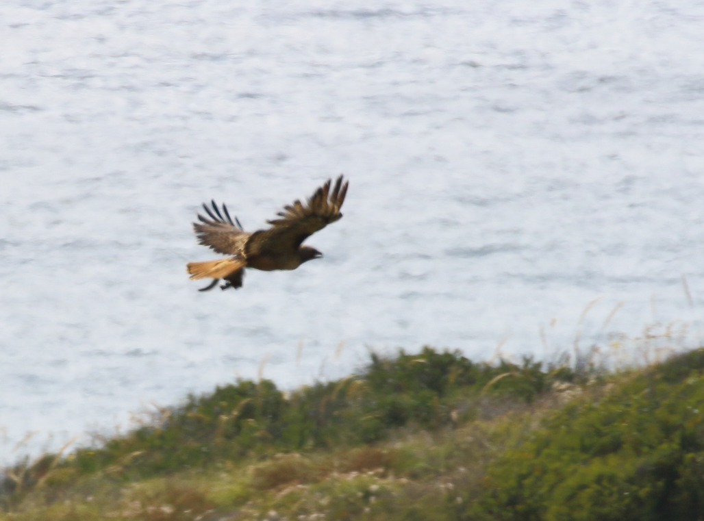 Red-tailed Hawk - ML620009291