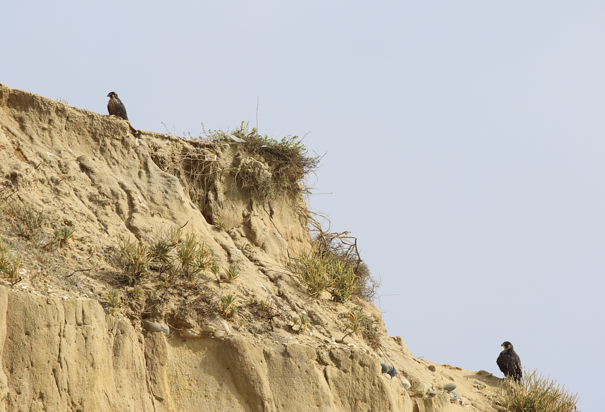 Peregrine Falcon - ML620009309