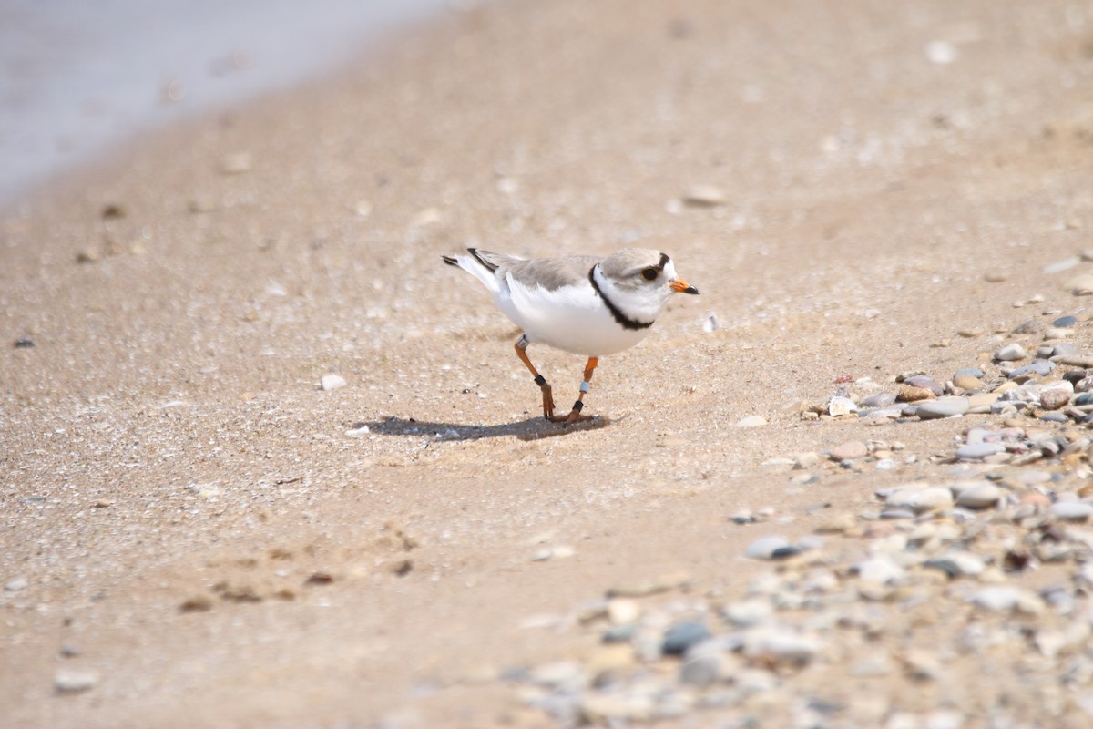 Piping Plover - Dan Fox