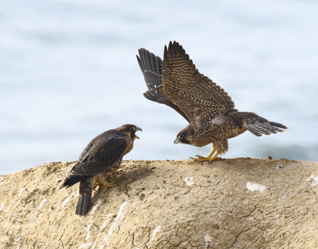 Peregrine Falcon - ML620009315