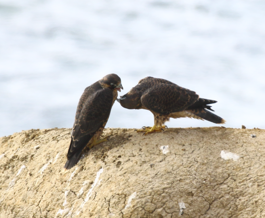 Peregrine Falcon - ML620009316