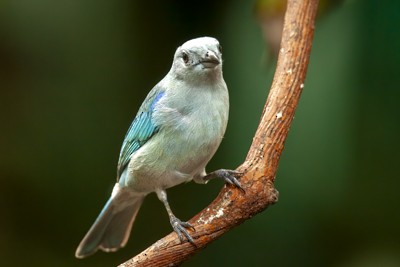 Blue-gray Tanager - ML620009332