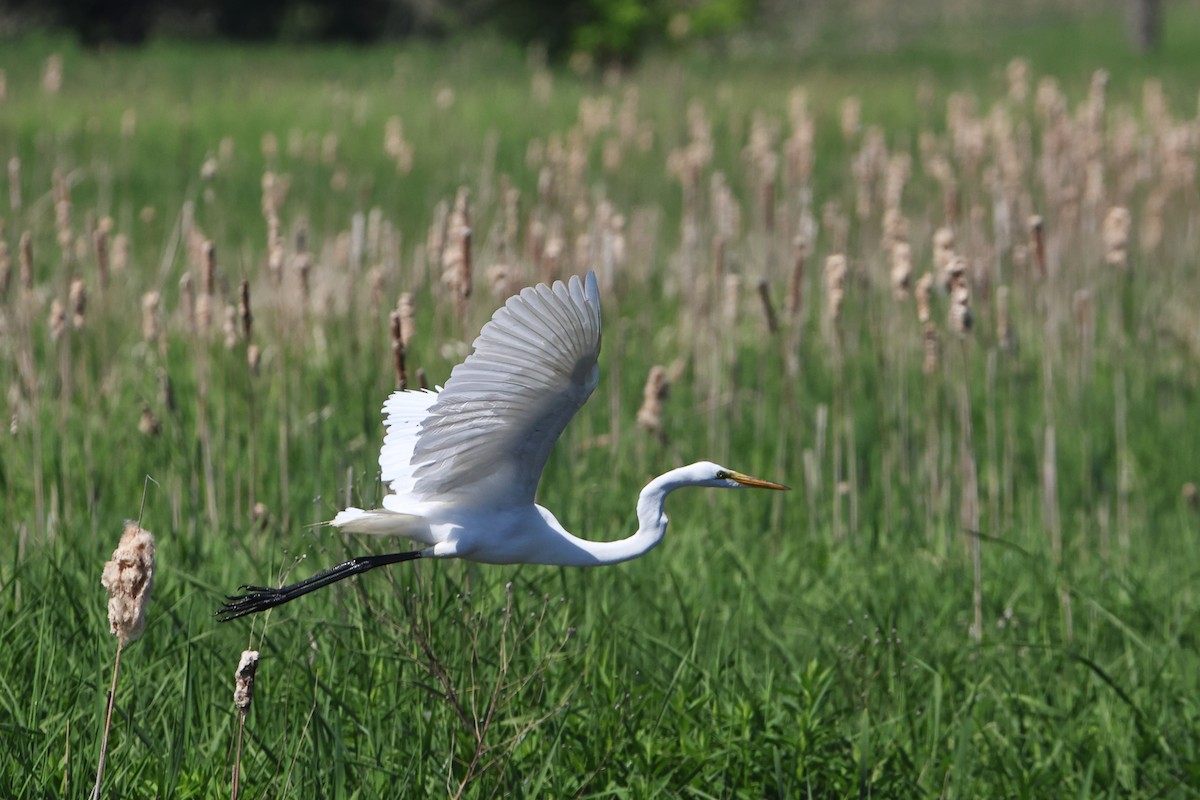 Great Egret - ML620009336