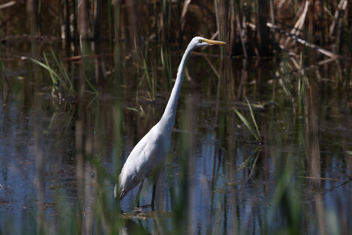 Great Egret - Gang Wu