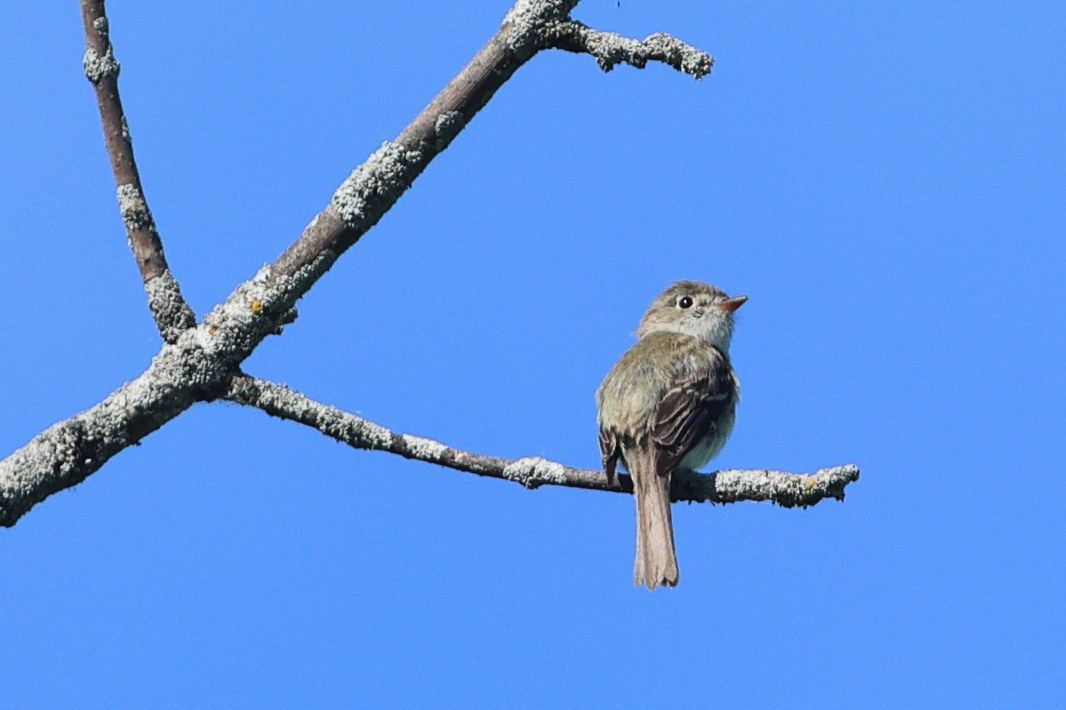 Least Flycatcher - ML620009346