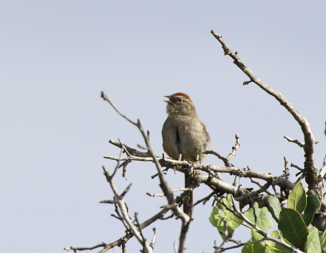 Rufous-crowned Sparrow - ML620009347