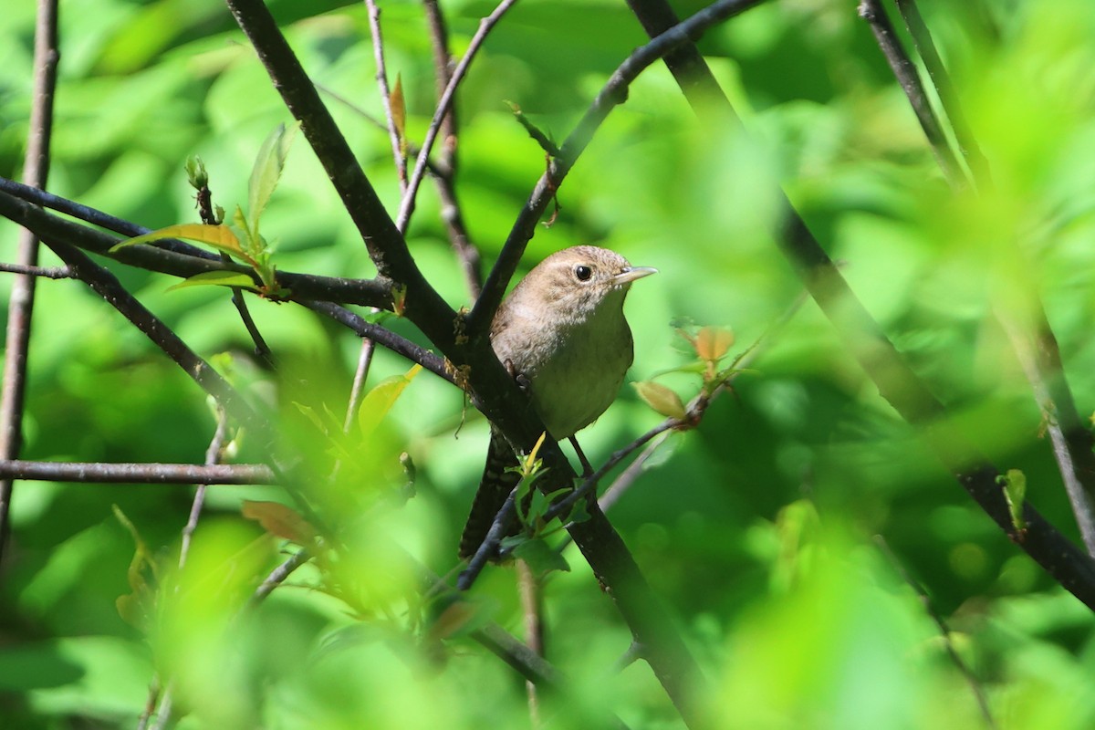 House Wren - ML620009357