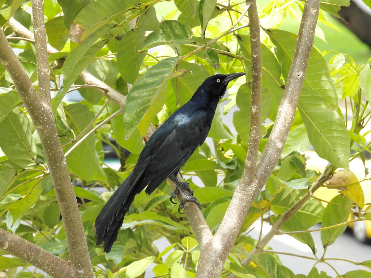 Great-tailed Grackle - ML620009360