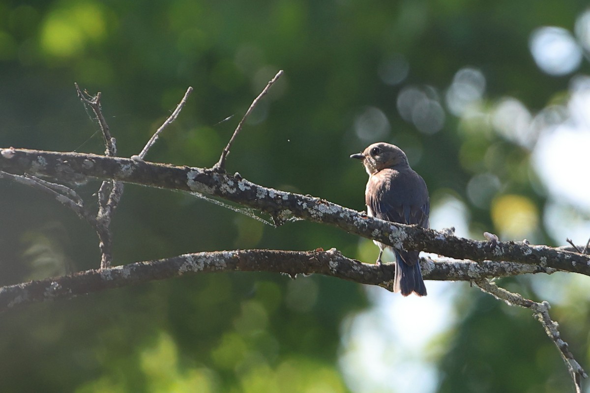 Eastern Bluebird - ML620009361