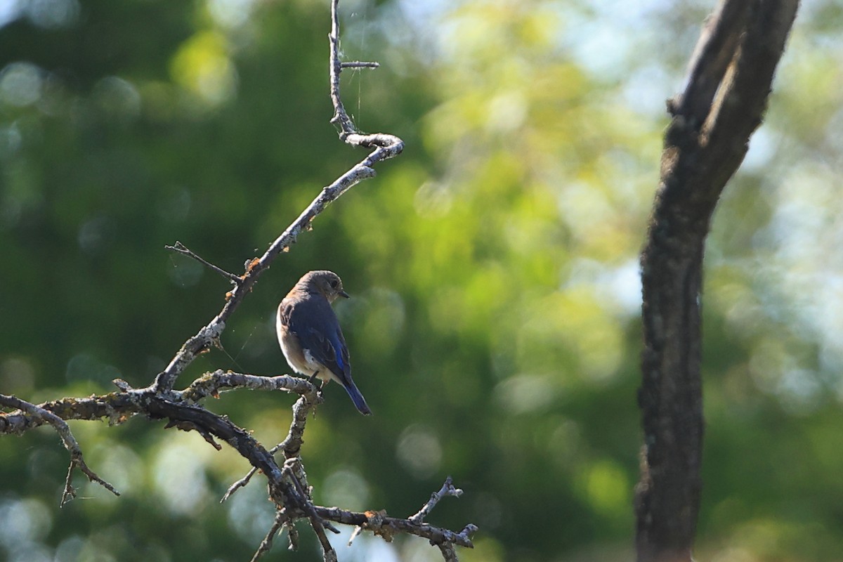 Eastern Bluebird - ML620009362