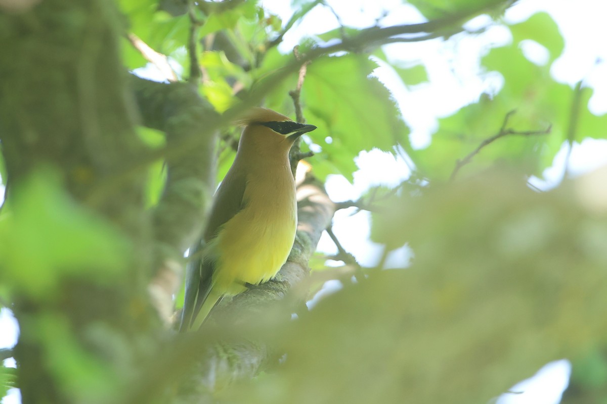 Cedar Waxwing - ML620009370