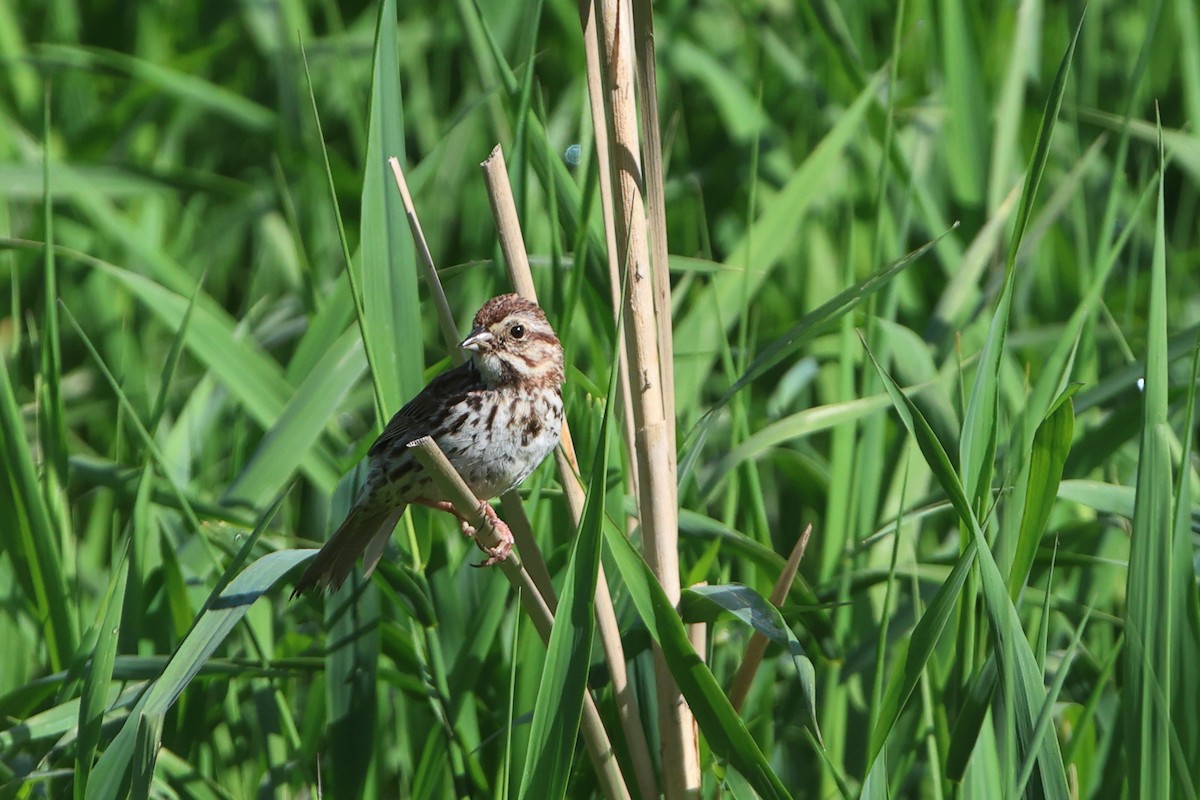 Song Sparrow - Gang Wu