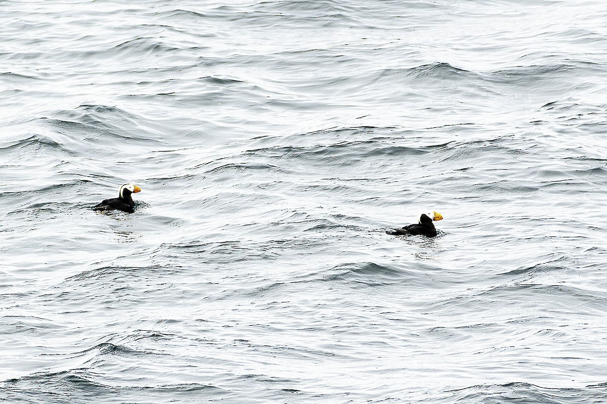 Tufted Puffin - ML620009394