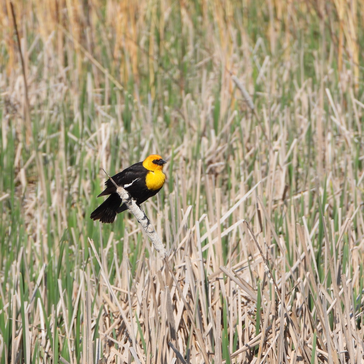 Yellow-headed Blackbird - ML620009408