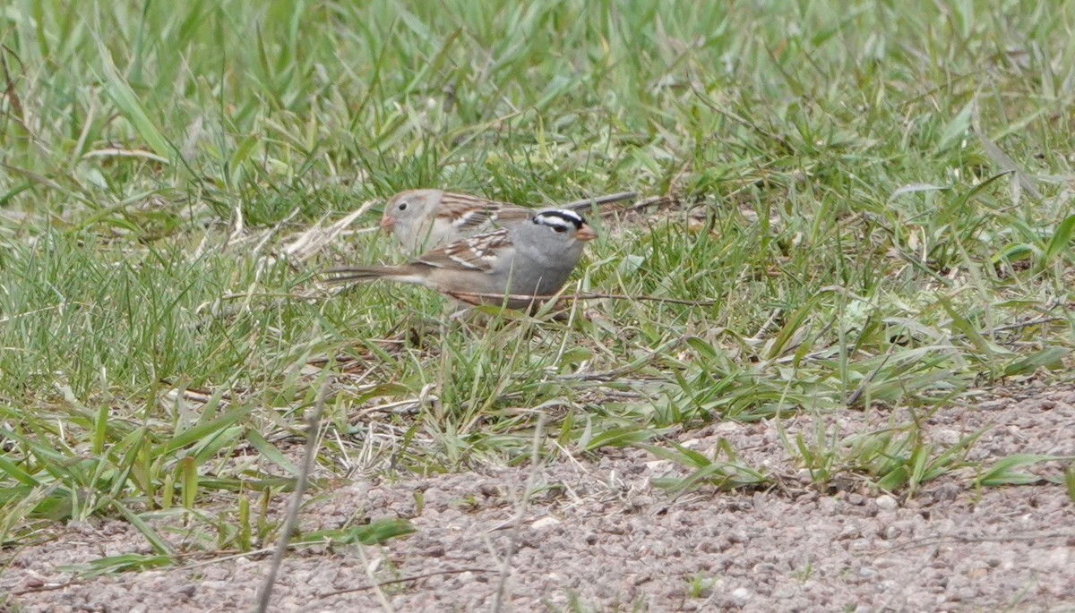 White-crowned Sparrow - ML620009421