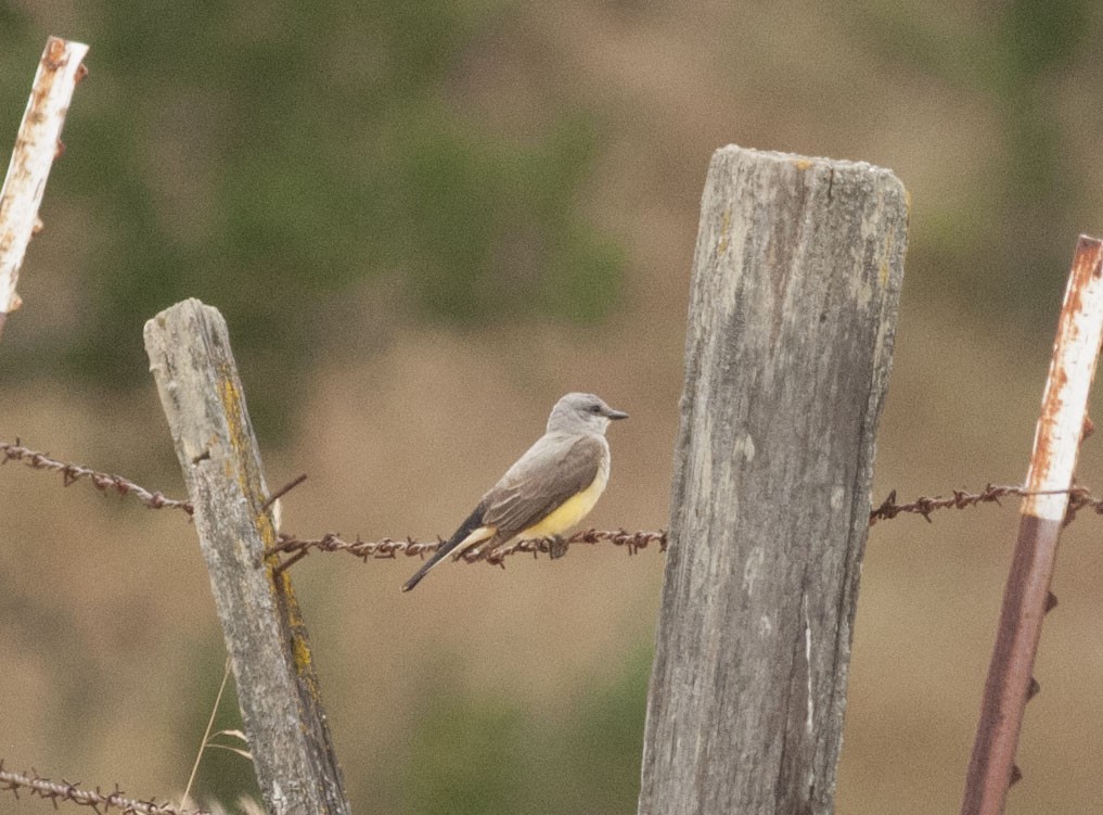 Western Kingbird - ML620009443
