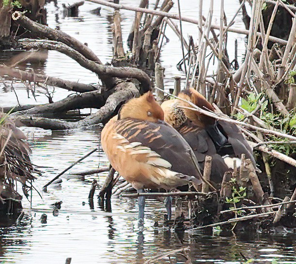 Fulvous Whistling-Duck - ML620009447