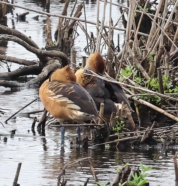 Fulvous Whistling-Duck - ML620009448