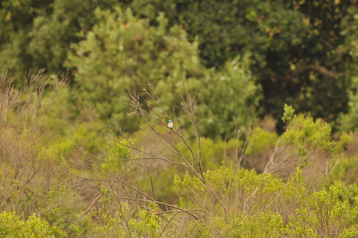 Lazuli Bunting - ML620009456