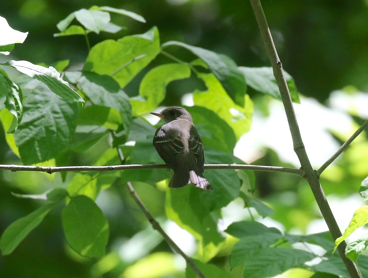 Eastern Wood-Pewee - ML620009480