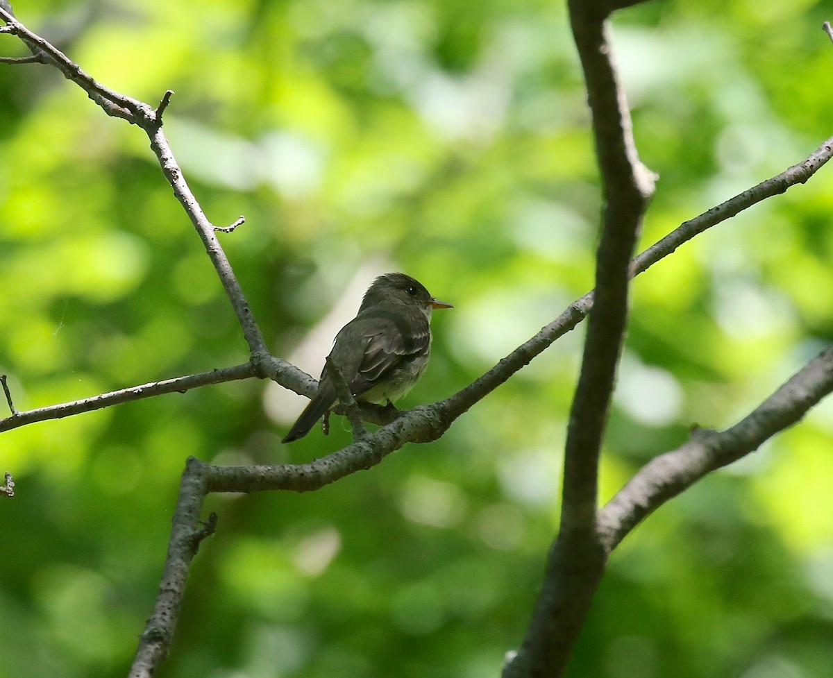 Eastern Wood-Pewee - ML620009481