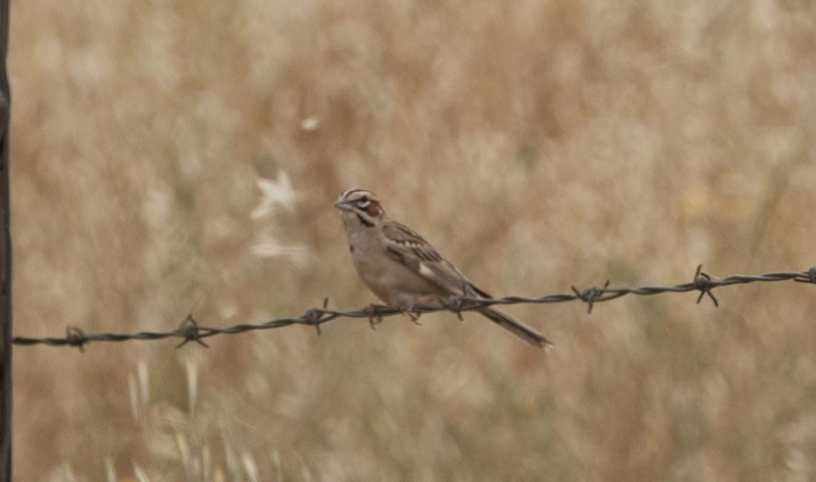 Lark Sparrow - Andrew Long