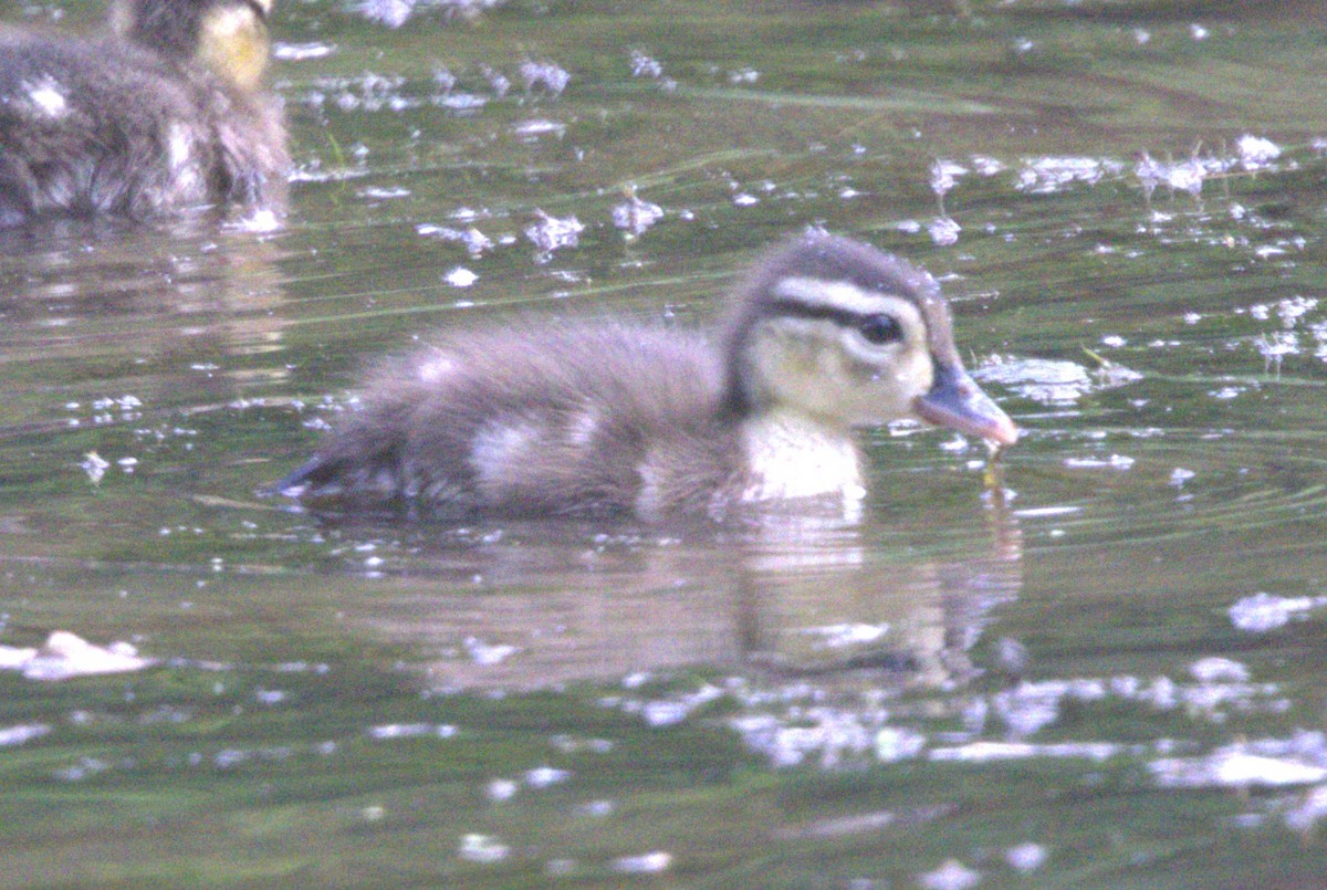 Wood Duck - ML620009487