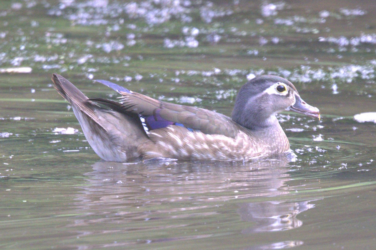 Wood Duck - ML620009493