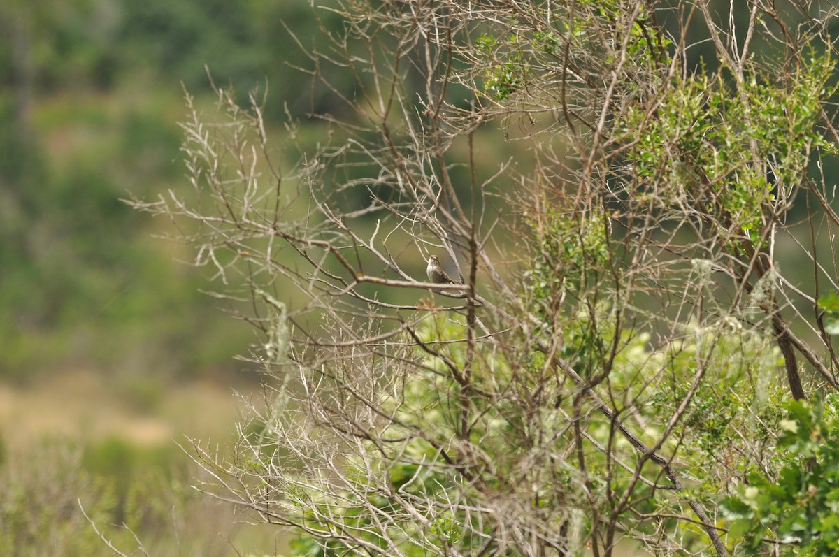 Cucarachero Colinegro - ML620009501