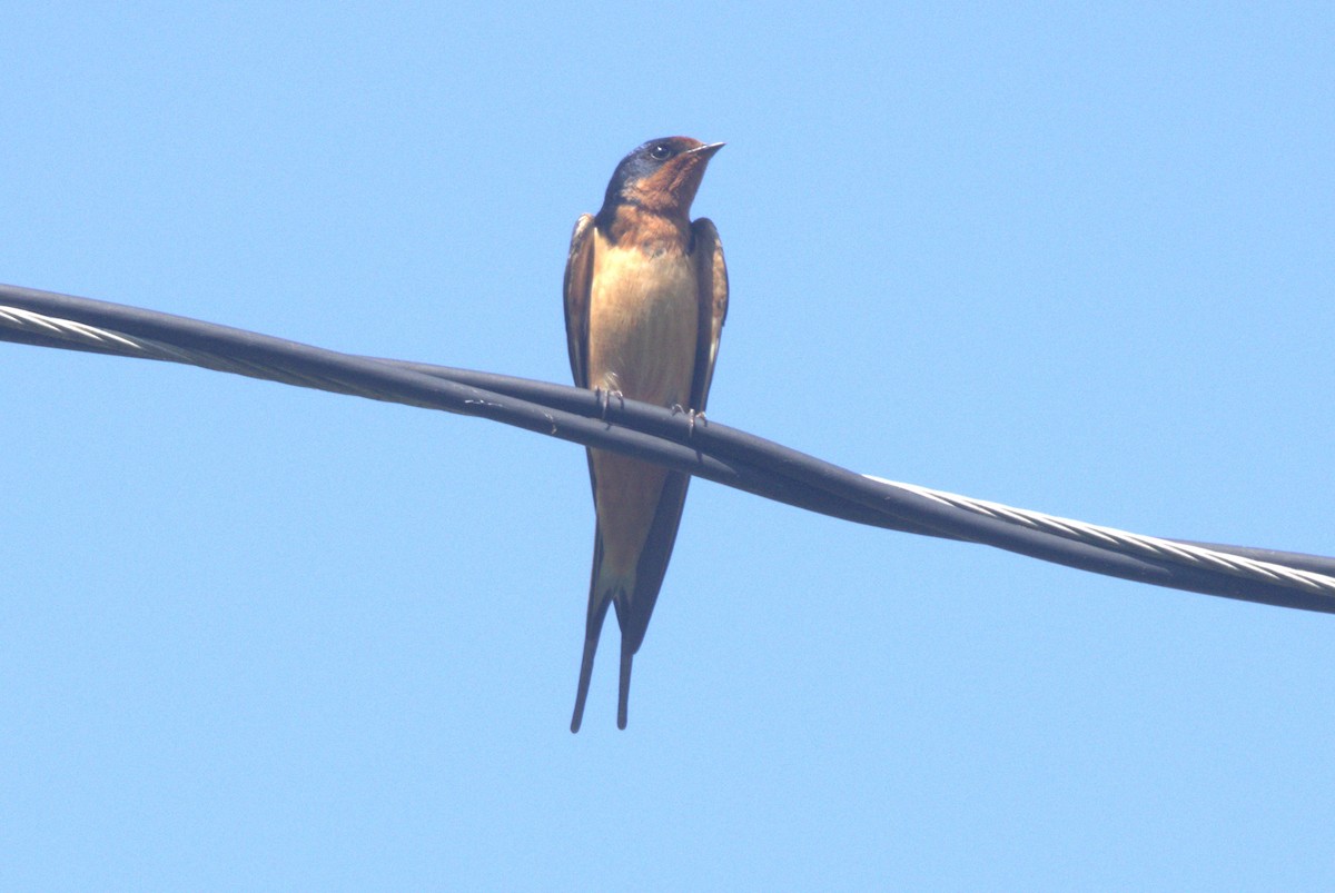 Barn Swallow - ML620009507