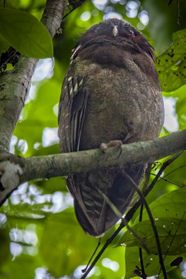 Crested Owl - ML620009509