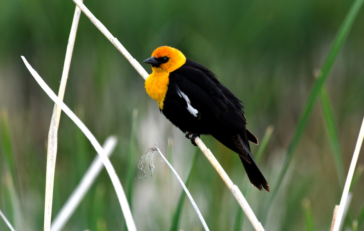 Yellow-headed Blackbird - ML620009527