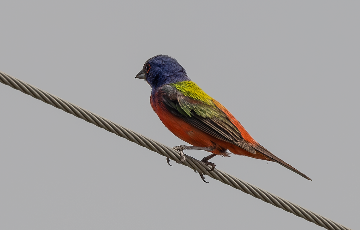 Painted Bunting - ML620009528