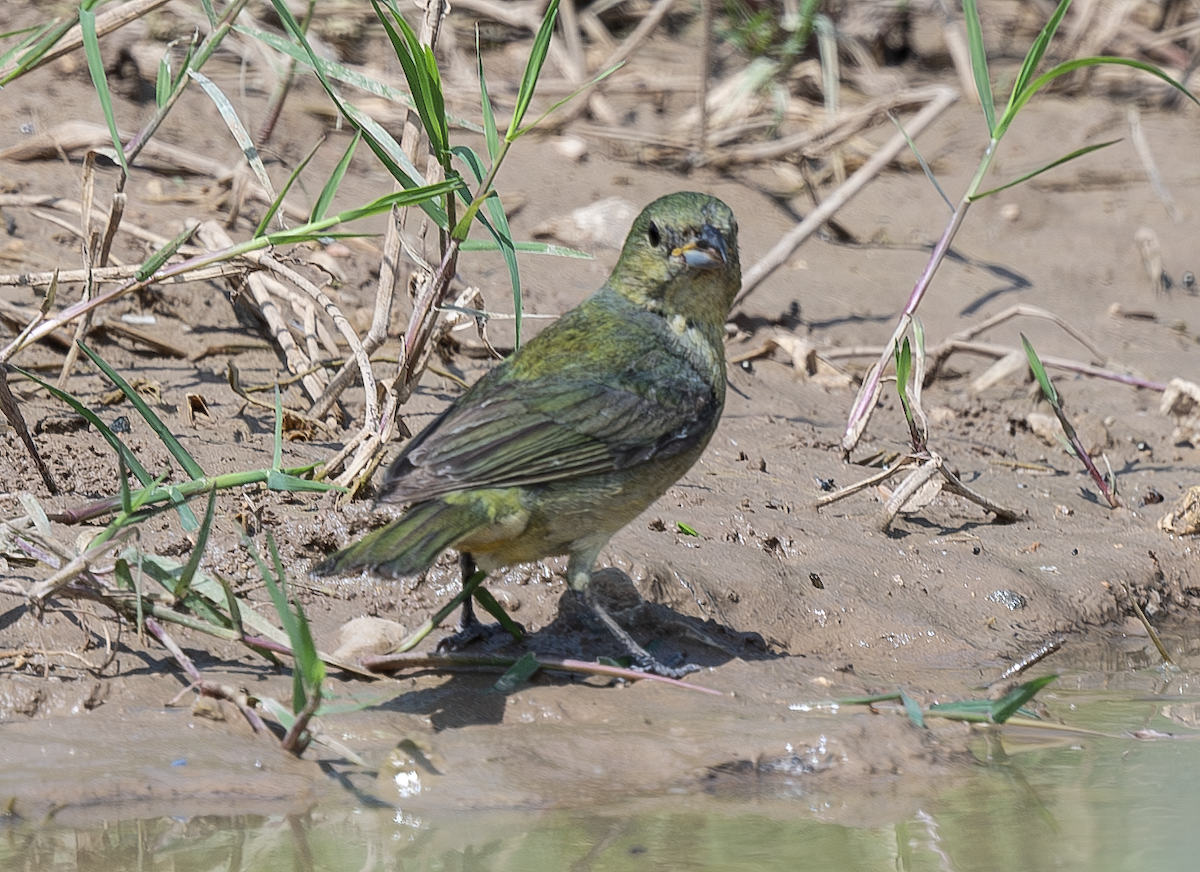 Painted Bunting - ML620009529
