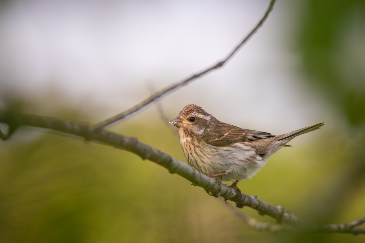 Purple Finch (Eastern) - ML620009545