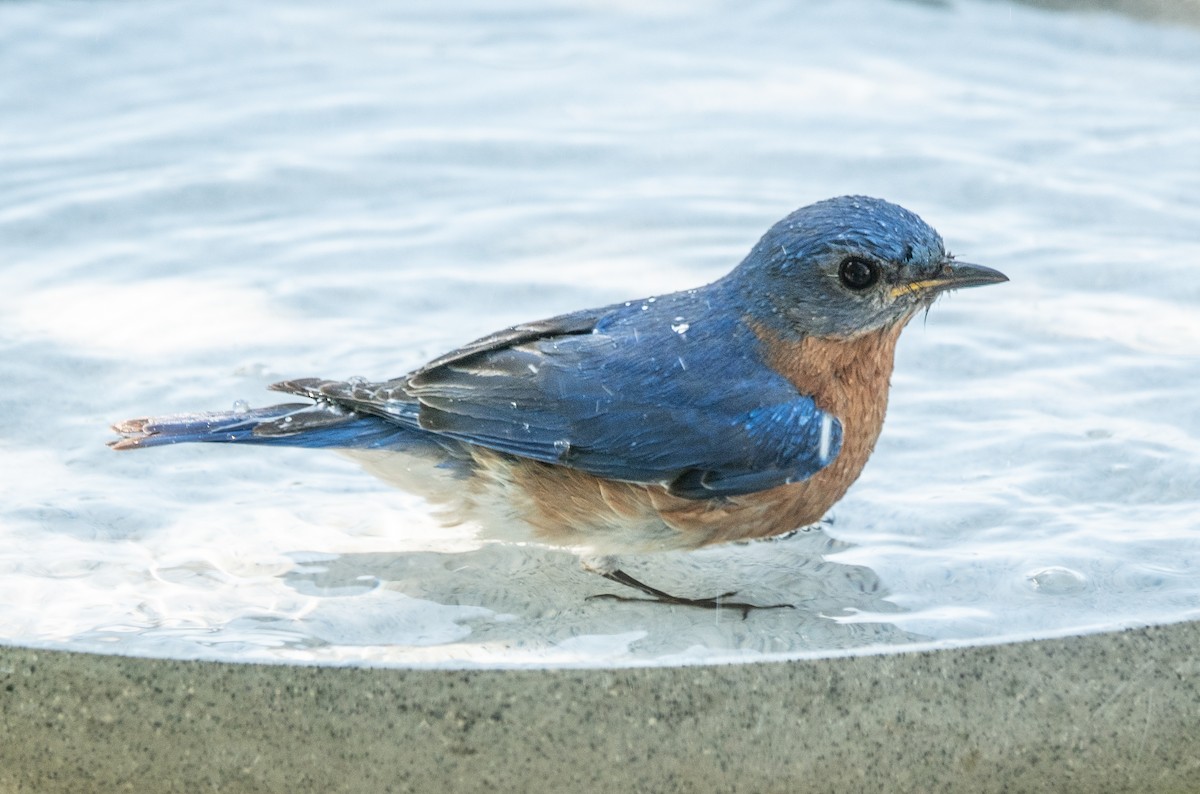 Eastern Bluebird - ML620009549