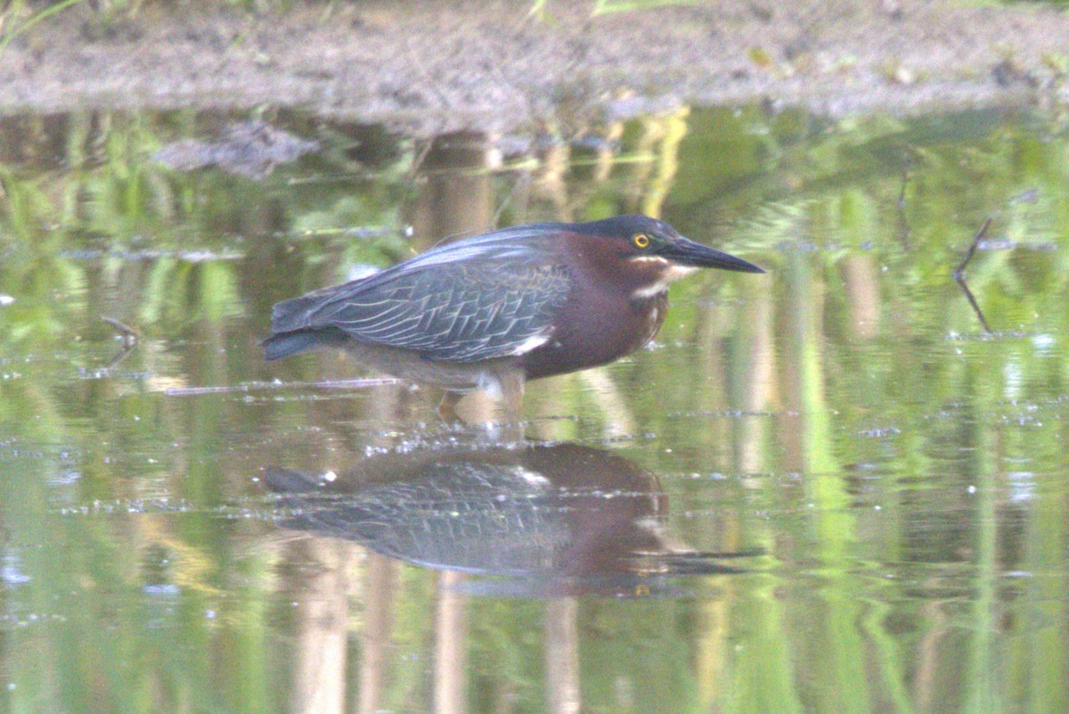 Green Heron - ML620009560