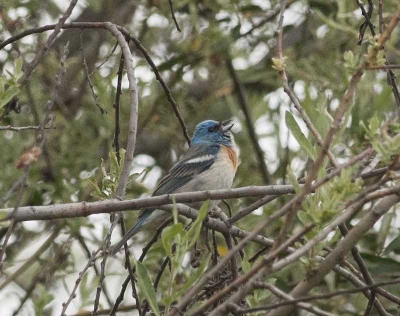 Lazuli Bunting - ML620009569