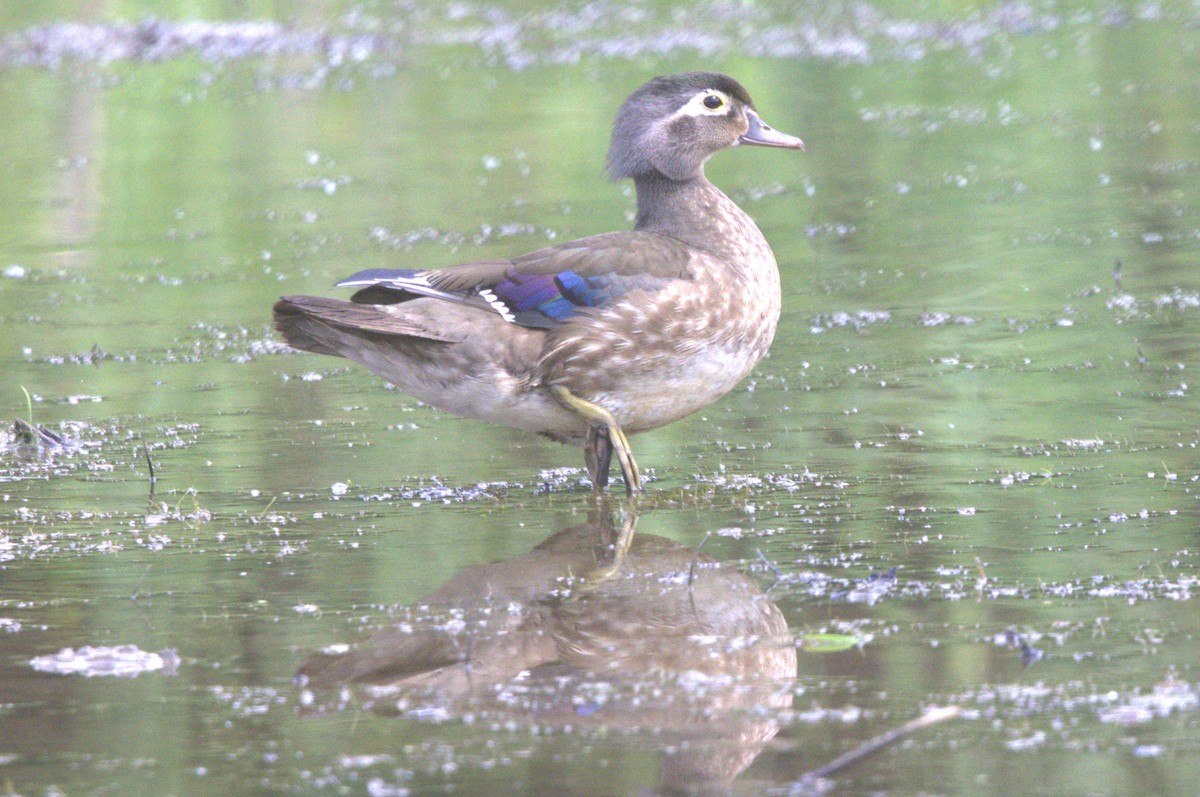 Wood Duck - ML620009580