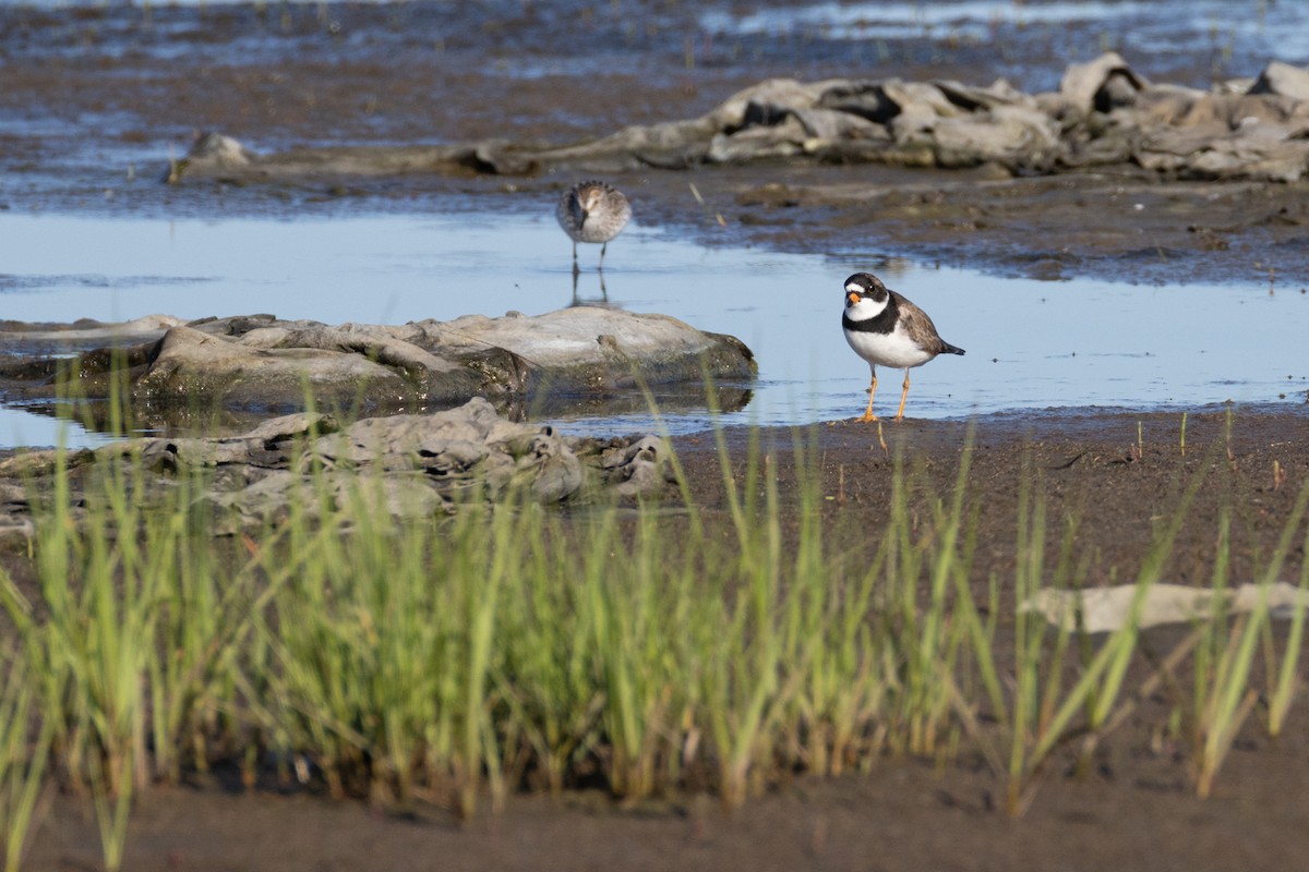 Semipalmated Plover - ML620009581