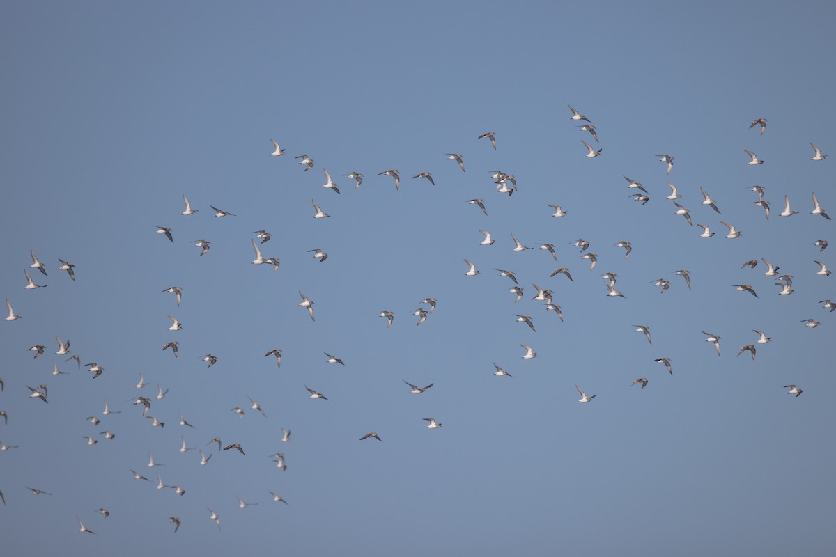 Semipalmated Sandpiper - ML620009585