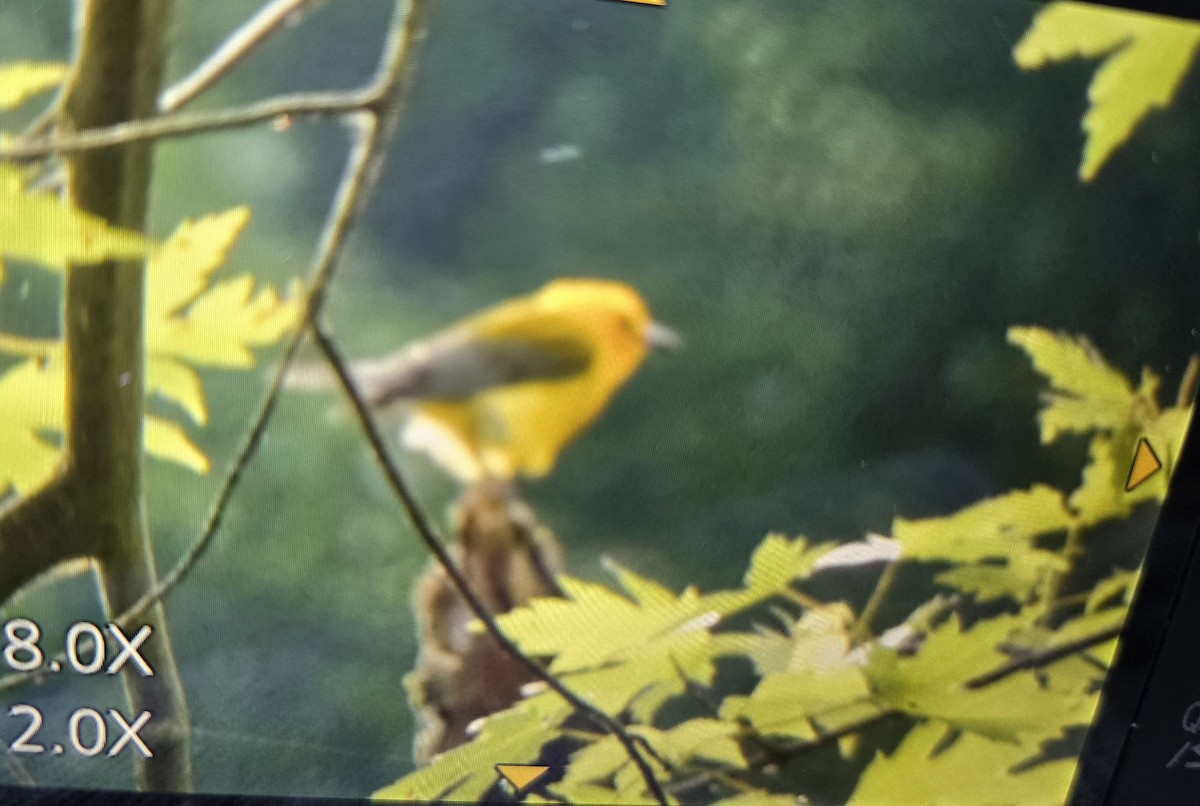 Prothonotary Warbler - ML620009632