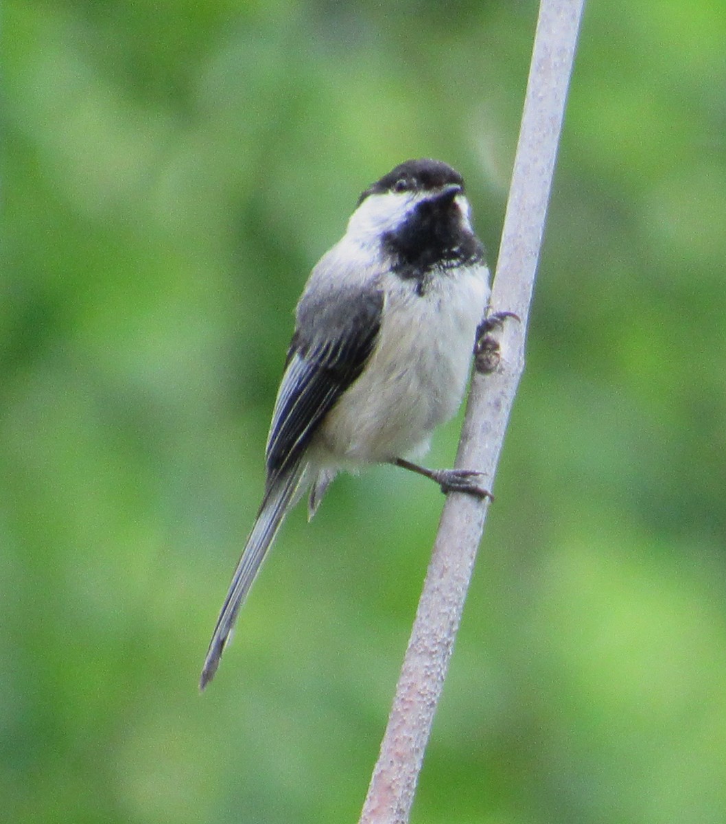 Mésange à tête noire - ML620009646